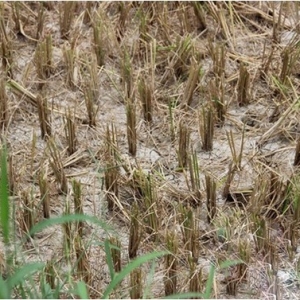 ͤ˽ˮվºӴݽ ĵ