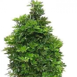 һҳ