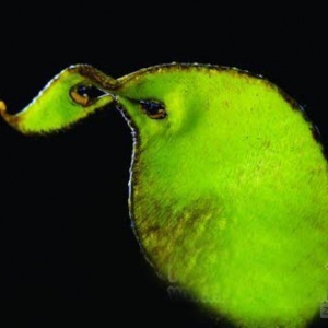 йʳƷ⡰ؽȾ