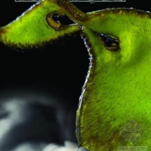 йؽȾ ü