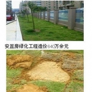 工程造价640万绿化工程 被曝水泥地上种绿树