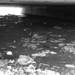 温州1880万治2.3公里河道“黄金水道”污染依旧