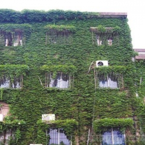发展绿色建筑关注的是要“绿”而非“高新”
