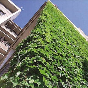 “绿化建筑”成为未来建筑风向标