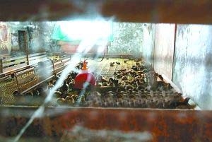 两套独栋别墅无人住 1500多只鸡在此“安家”