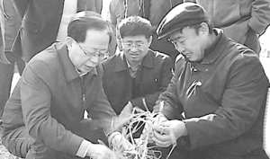 危朝安指导科学抗旱保苗