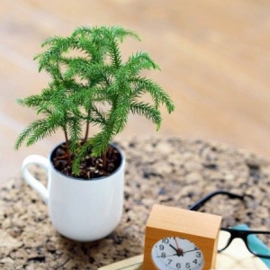 6DIY ŨȻڷ
