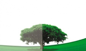 ɫƴ
