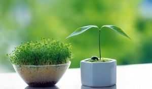 画龙点睛 室内观赏植物集锦