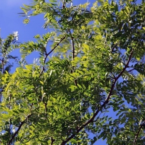 哥本哈根城市广场