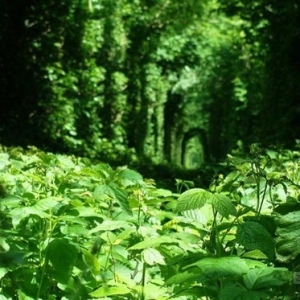 植物“爱的隧道”