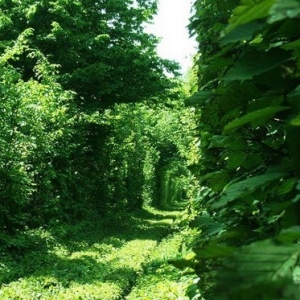 植物“爱的隧道”