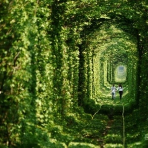 植物“爱的隧道”