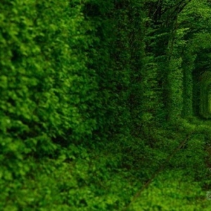 植物“爱的隧道”