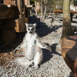 斯诺登峰建筑师设计的狐猴展览馆