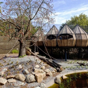 չ(Lemur Exhibit)