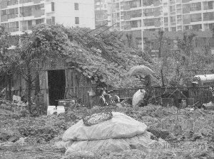 ��ţ��Ǩ�������������� ��������Ǯ�躵��