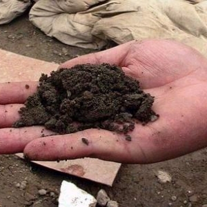 ����ʳ���Ŷ����ĻŴ�ѳ�ɳ��������ͷ