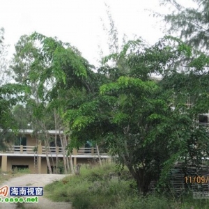 “开发商乐东海防林带建别墅”仍顶风施工
