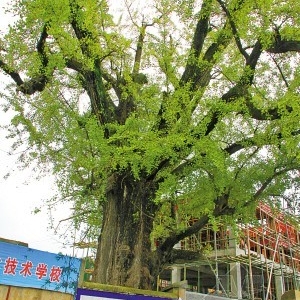 ������Ϊ900���������� ʩ����λ�޸���Ʒ���