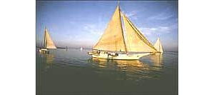 ����Ƥ�˺���ķ���۴�ֻ