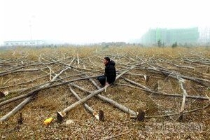 村民6万棵树被近百男子强锯 疑系开发商所为