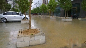 南宁一新楼盘水泥地面“种”树 疑应对验收