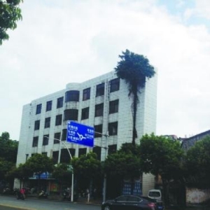 建筑外墙上长出了一棵大榕树