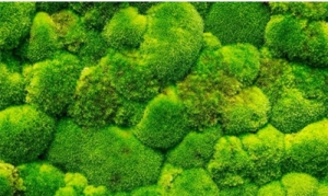 装修的新流行趋势:苔藓墙