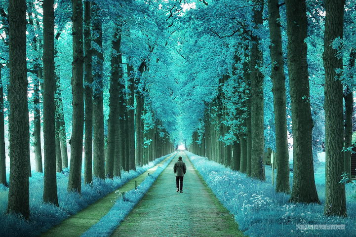 澵ͷһͬͺɭֵġ족